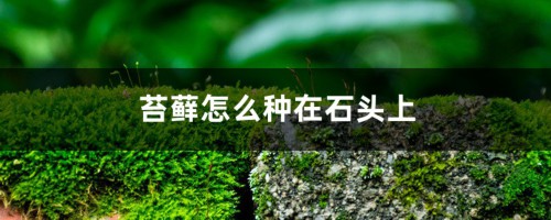 苔藓怎么种在石头上