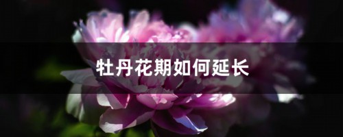 牡丹花期如何延长，牡丹花期调控