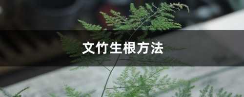 文竹的生根方法