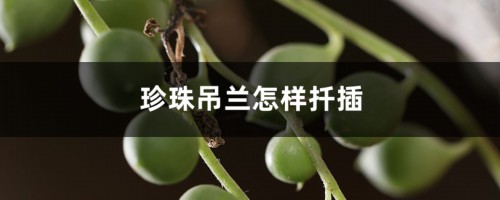 多肉珍珠吊兰怎样扦插，一串怎样爆盆？