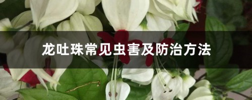 龙吐珠常见虫害及防治方法