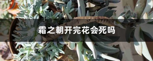 霜之朝开完花会死吗